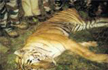 Man-eater tiger shot dead